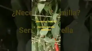Serrano Estrella. #Semillas #SolagroSemillas