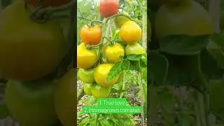 homegrown tomatoes #citygardening #gardening #naturelovers #biodynamicfarming #sustainablegarden