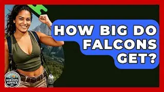 How Big Do Falcons Get? - The Hiker's Advice