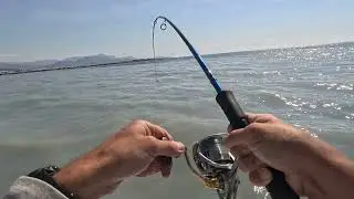 pêche d'une belle bonite dans une eau  grise juste à la sortie du var