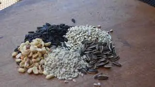 Wild Bird Center's BerryWise&reg; Seed