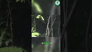 Bigfoot Encounter: Red Eyes in the Forest! #shorts