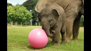 Baby elephant enjoys 1st birthday kickabout!