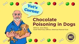 Chocolate Poisoning | Vet's Corner with Dr. Jerry Klein