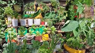 Tiny Kitchen Garden Tour: How I Grow Food in Containers