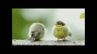Relaxing Video | Beauty of Nature | Birds | adarshkumarfc | prilimadat