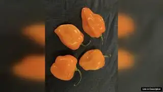 HOT PEPPER GARDEN SEED KIT! 5 PACKS OF 5 DIFFERENT PEPPER VARIETIES!