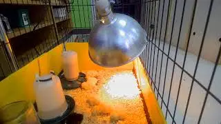8 healthy Dr. Mudd Chicks