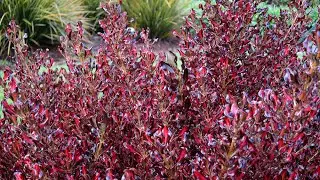 Plant Profile: Coprosma Pacific Sunset&trade;