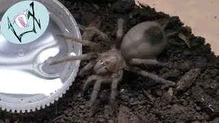 Desert Blond Tarantula Slings Rehoused | Aphonopelma chalcodes Rehousing