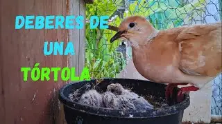 DEBERES DE UNA TÓROTLA (#aves MÁS QUE UNA PALABRA)
