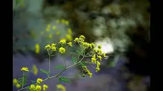 Marcello - Oboe Concerto in D Minor_ II. Adagio - English Chamber Orchestra &middot; Neil Black
