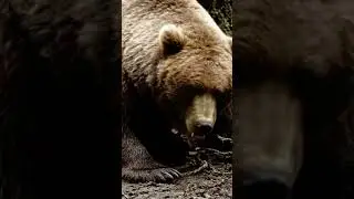Is This the Most Amazing Monkey vs Bear Encounter Ever #amazing