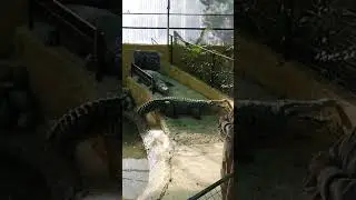 Cocodrilo Park 2018 Parte 2