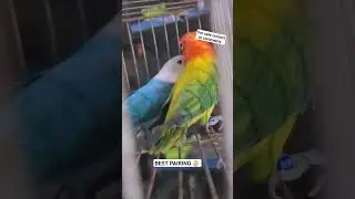 Best cheap lovebird pairing |lovebird business guide #lovebirdbusiness #africanlovebird #lovebirds