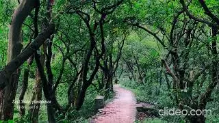Soft Rain Ambience | Healing Music for Meditation & Study | Peaceful Rain Atmosphere | Royalty Free