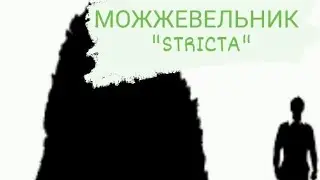 Можжевельник Стрикта 