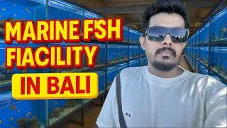 Marine Fish Quarantine Facility | Holding Aquariums | Exporter in indonesia 🇮🇩🇵🇰