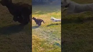 Ted and Darwin tear up the yard | The Doodle buds
