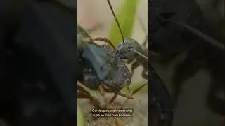 Ants Will Self-Destruct to Defend Their Colony 🐜💥