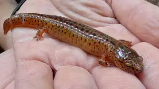 La hermosa SALAMANDRA ROJA!