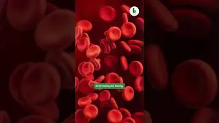 The #1 Misconception About Heart Disease (It&rsquo;s Not Cholesterol) &mdash; Dr. Stephen Hussey &ndash; B Better
