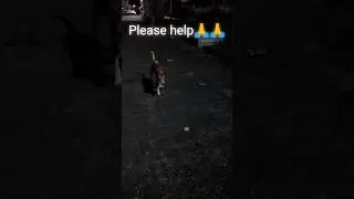 Injured Dog in pain || please help/feed jakhmi kutta #animals #dog