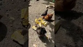 Off Grid Living Jamaica | Chickens Eating Jackfruit On Off Grid Farm #shorts #offgrid #farming