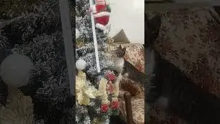 curious sya ihhh #cat #santa #santadecor #catsofyoutube #catlover