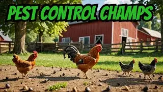 🍂 Chickens Devour Every Bug They Can Find! 🐓
