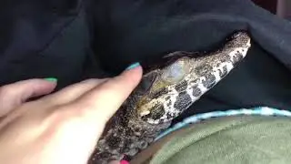 My caiman is the best