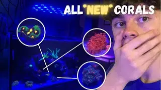 Adding *NEW* Corals to the NANO REEF TANK&hellip;(20 gallon nano reef tank ep 4)