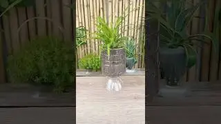 Home decoration recycle plastic bottle make pot spider plant flower #shorts #plants #diy #flowers