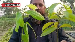 रियल वैरायटी हेल्दी प्लांट ओरिजिनल प्लांट रीजनेबल प्राइस में मिलेगा न्यू सुहाना नर्सरी पर 