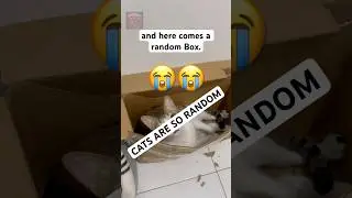 Cats always chooses a Box over fancy Beds😭 #cat #funnyshorts #pets #catshorts