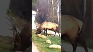 Bull Elk Grazing Beside the Road in Estes Park | Colorado Wildlife 🏔️