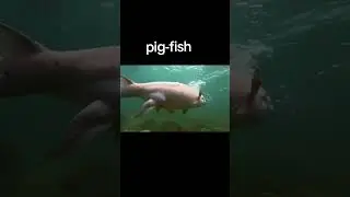 Pig - Fish