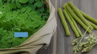 Moringa Private Label Vervaardiging RAW Moringa Uitvoerder Verskaffer Groothandel  +6287758016000