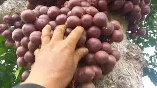 Phiêu Lưu Rừng Núi P23