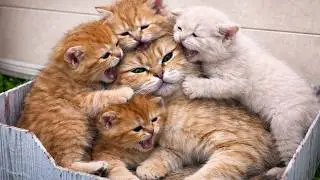 The Kittens Started Fighting for Milk &mdash; Mom Cat Didn&rsquo;t Even Move 🐱🥛