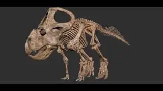 Symmetrical pose of Protoceratops skeleton