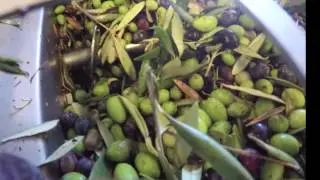 Harvesting at Queen Creek Olive Mill