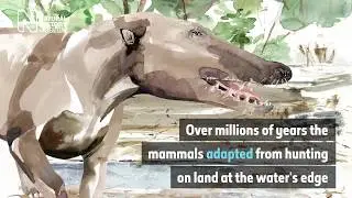 When whales walked on four legs | Surprising Science