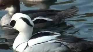 Smew at Harrisons Waterfowl