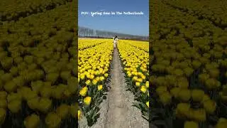 The best spring is here in The Netherlands #spring #ytshort #youtubeshorts #tulipfields #holland