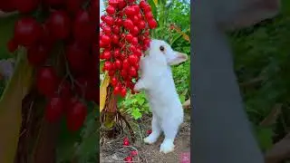 Too Cute : Baby Rabbit 😍❤️