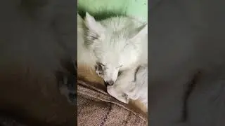 &hearts;️&hearts;️MY PUPPY ❤️|PUPPY LOVER |#shorts #youtubeshorts #puppy #viral #viralvideo #lover #instagram #lik