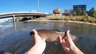 Fishing Downtown Denver South Platte River (Trout and Carp)
