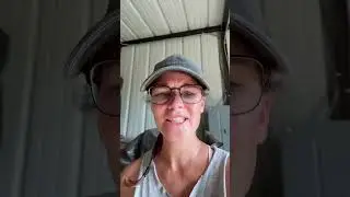 Dealing with grain mites! #chickens #chicken #grainmites #chickenfeed #fyp #shorts #farmchores #farm
