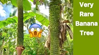 Thousand Fingers Banana||Very Rare Longest Banana Bunch